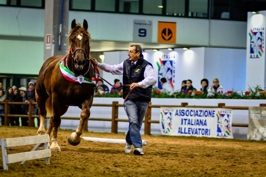 Fieracavalli 2016: Fise e Anacaitpr insieme per il 6° Campionato di Maneggevolezza del cavallo da tiro pesante rapido