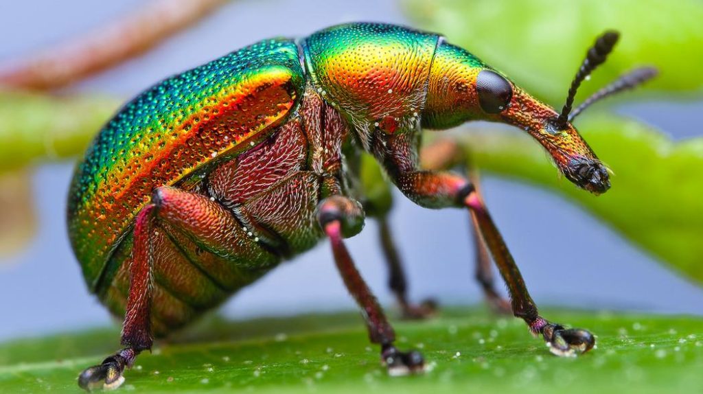 Museo di Storia Naturale: dal 21 ottobre in mostra “Little Giants”. Ass. Briani “Un punto diverso di osservazione sulla fotografia per un viaggio straordinario nel mondo degli insetti”