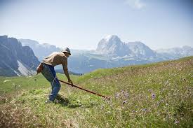 PROGRAMMA DI SVILUPPO RURALE: DUE NUOVI BANDI PER COLTURE A RISPARMIO IDRICO E AGRICOLTURA IN MONTAGNA