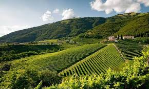COLLINE DEL PROSECCO. NOTA DEL COORDINATORE DEL COMITATO SCIENTIFICO PER LA CANDIDATURA UNESCO PROF. AMERIGO RESTUCCI