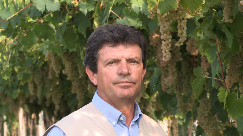 Coltivare la vite per un mercato vinicolo globalizzato.