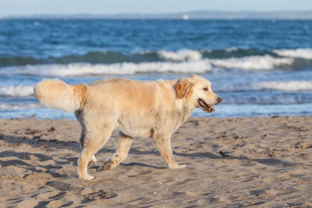 Corso per il patentino cani. Iscrizioni aperte per le lezioni di maggio-giugno e ottobre-novembre