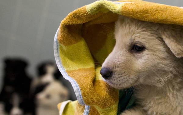 Regolamento Animali, Diaco – Ficcardi (M5S): “Lavoriamo per una tutela sempre maggiore degli animali”