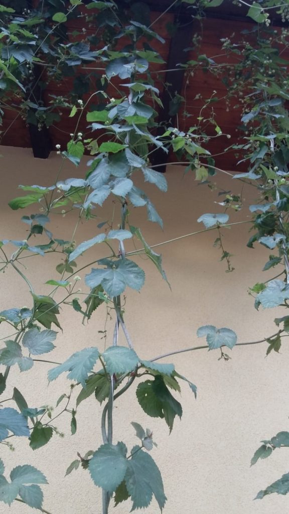 Birra: patto tra Regione Veneto e Università di Padova per produrre varietà autoctone di luppolo, assessore Pan, “Aiuto concreto e qualificato ai piccoli birrifici artigianali”
