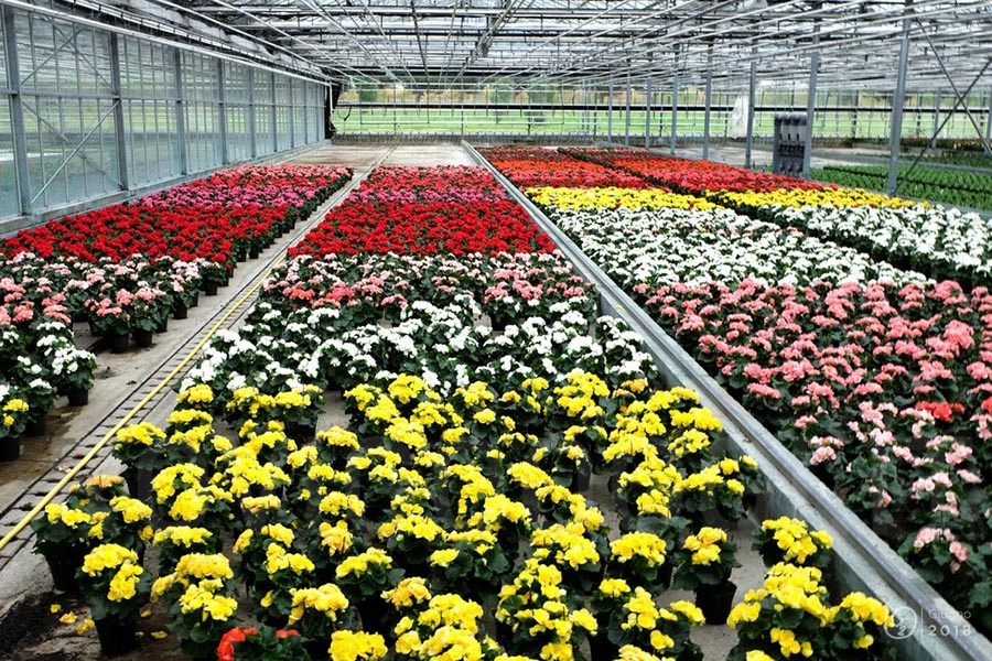 Lavoro. Riunione in Regione con i vertici di Florsystem di Porto Tolle, l’azienda si impegna a confronto con i lavoratori