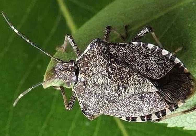 Cimice asiatica, Drosophila e Popillia: Approvato emendamento della giunta che destina 4,5 milioni alla lotta contro insetti dannosi