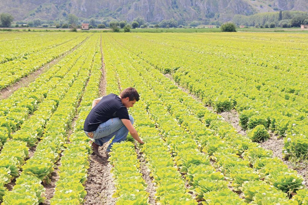 Agricoltura: Regione Veneto avvia nuovi bandi del PSR per 92 mln di euro, Pan, “Priorità al green e alla sostenibilità ambientale”