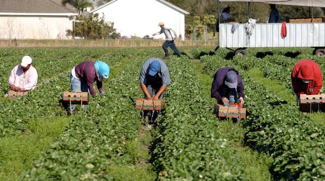Caporalato sui campi: Assessore veneto all’agricoltura, “Schiavitù delinquenziale da prevenire con l’aiuto di tutta la filiera. In Regione Veneto le antenne sono alte”