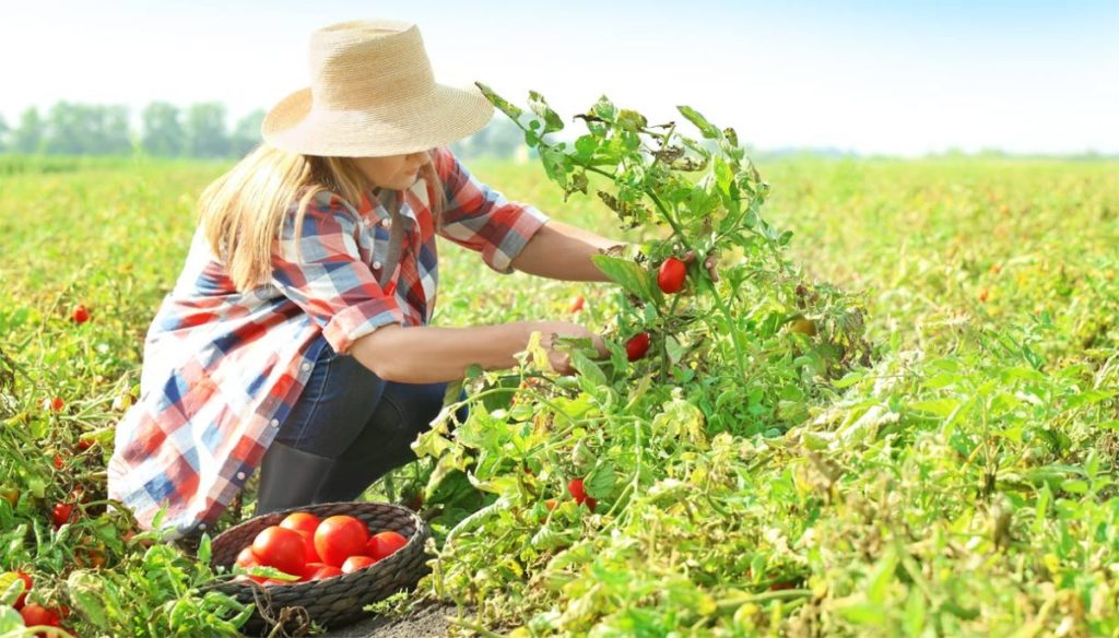 Agricoltura: Pan, “Veneto lavoro disponibile ad attivare procedura per incontro aziende-disoccupati per lavoro stagionale nei campi”