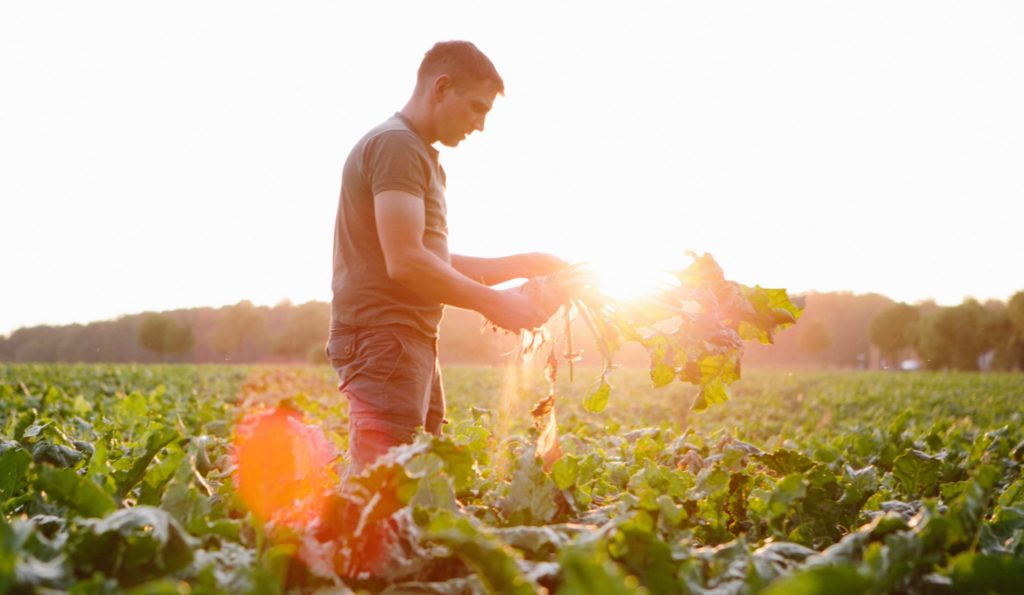 Agricoltura: Pan, “Successo del bando per giovani agricoltori, segnale di speranza per riavvio dell’economia”