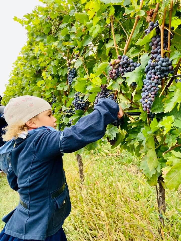 Vendemmia, la trasmissione di Rai 3 Geo & Geo domani si collega con azienda agricola di Montorio