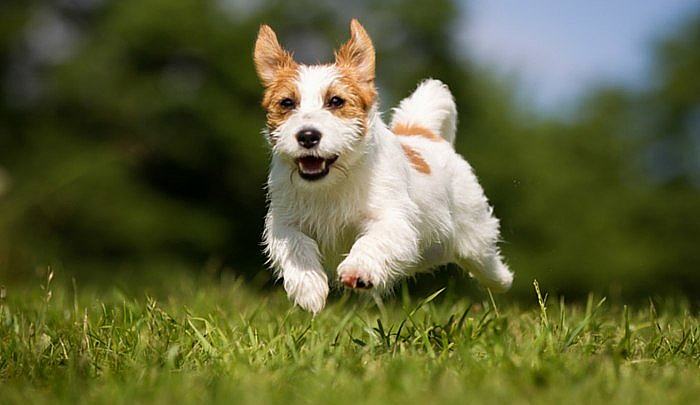 Verona, alla Bassona 24 mila metri quadri per l’addestramento, l’educazione e lo sport dei cani