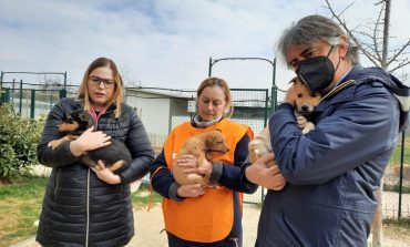 Ucraina. Arrivano a Verona anche cuccioli di cane "profughi", accolti nel canile comunale