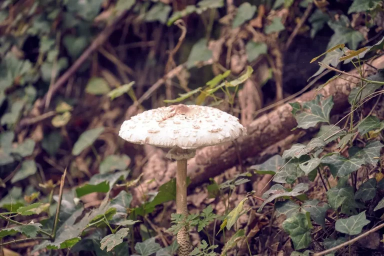 Lepiota fungo velenoso