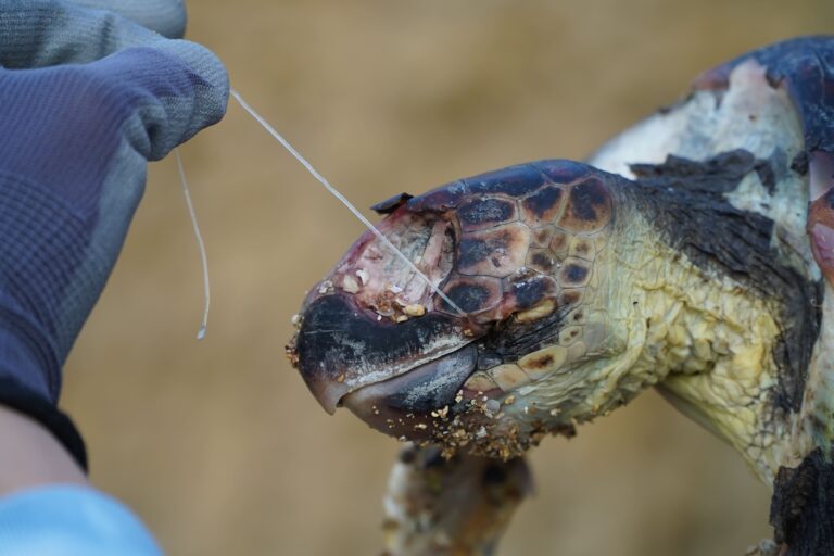 SOS tartarughe: l’ambientalista Sebastian Colnaghi sottolinea l’urgenza di ridurre l’uso della plastica dopo la triste scoperta di una tartaruga marina senza vita