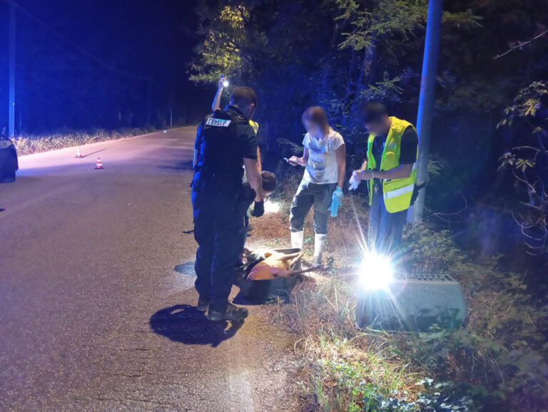 Incidente con animale a Montorio: cerbiatto investito e salvato da veterinari e Polizia Locale