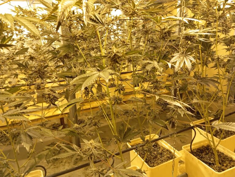 Blitz antidroga della Polizia Locale di San Giovanni Lupatoto: scoperta una centrale di produzione di cannabis